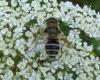 Eristalis arbustorum